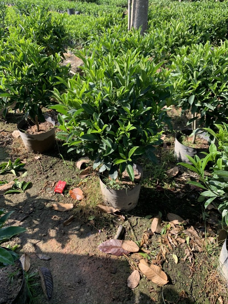 非洲茉莉室内植物