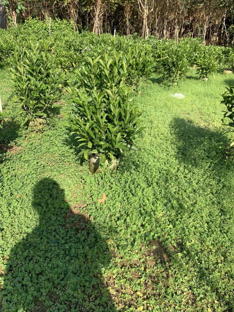 非洲茉莉室内植物