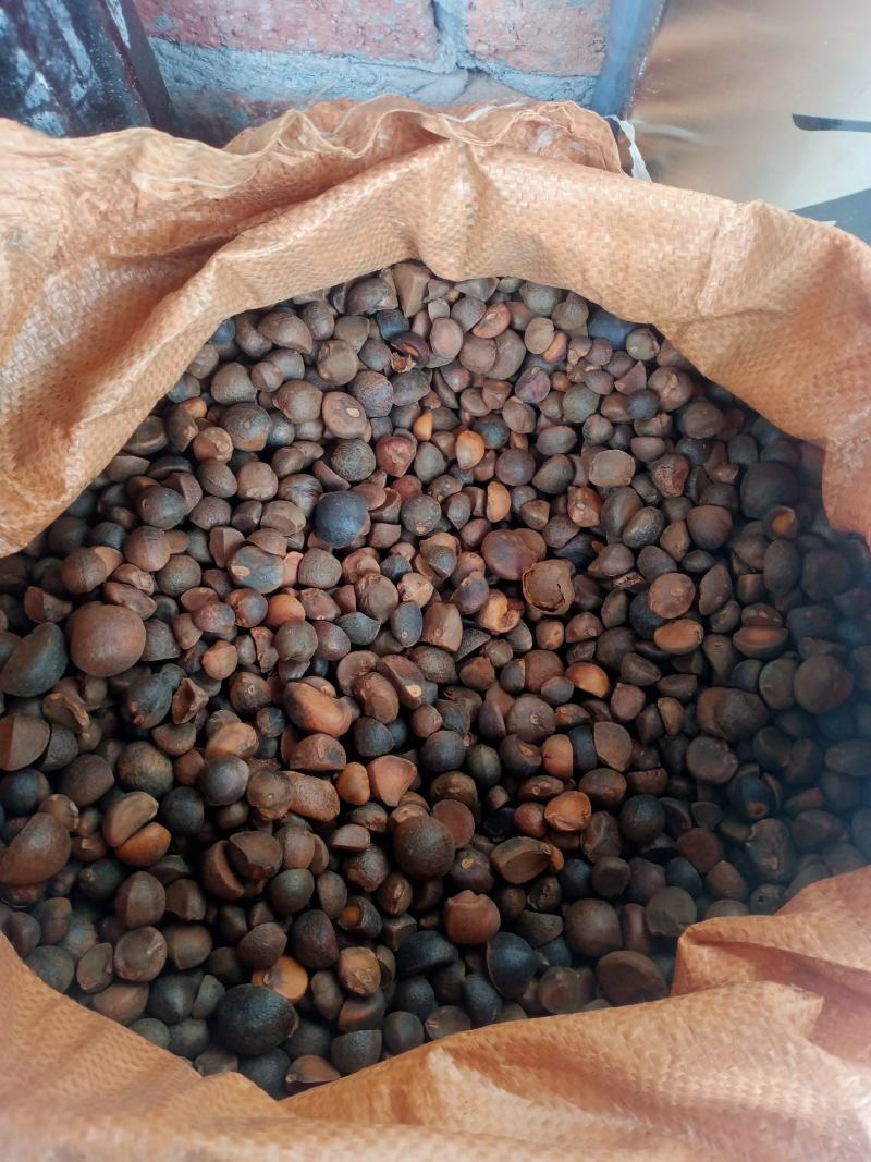 野生油茶小籽