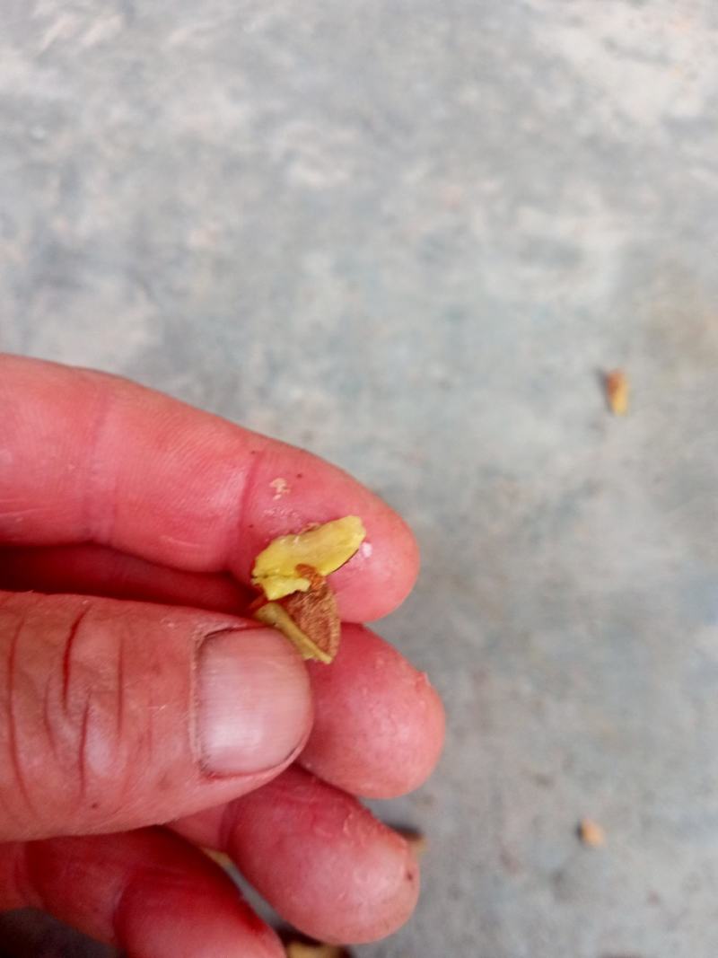 野生油茶小籽