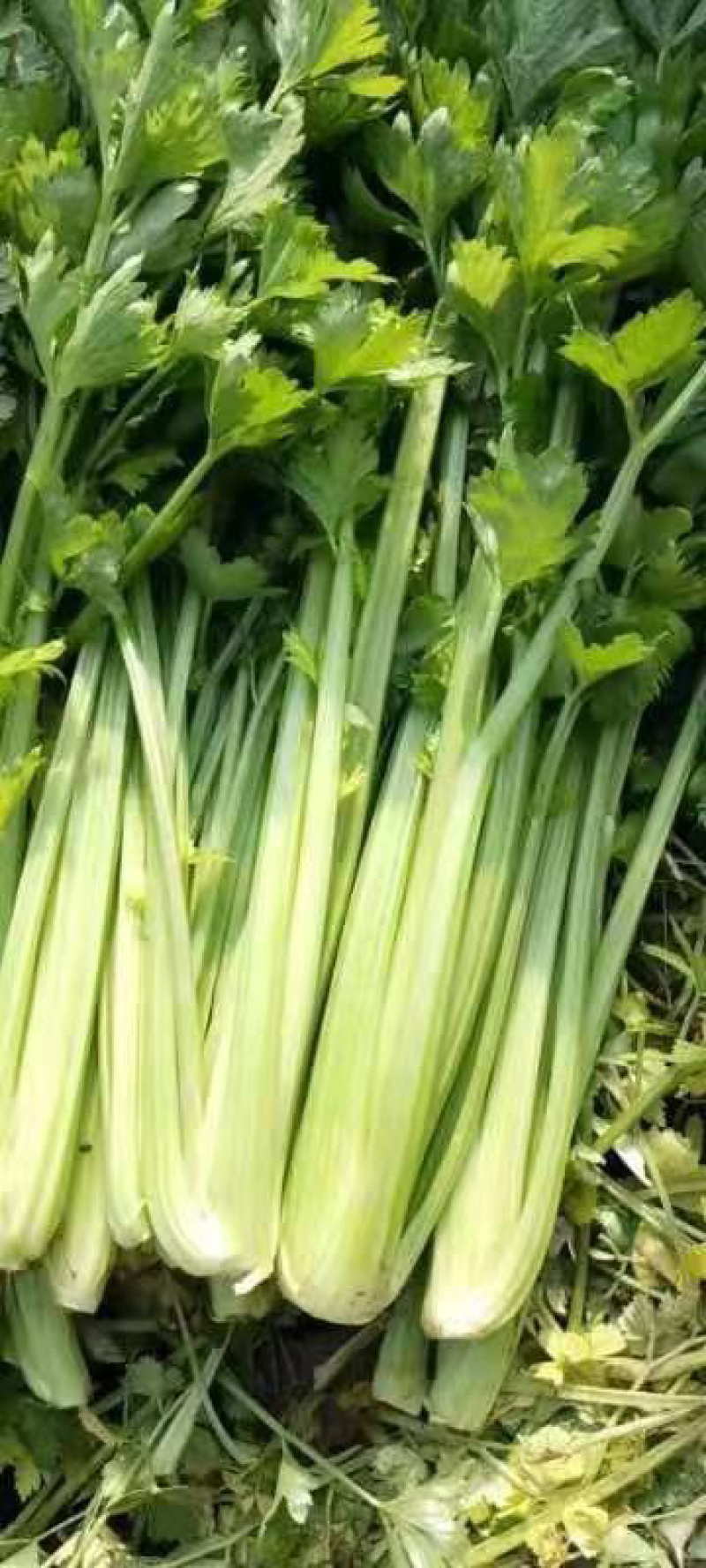 【精品】芹菜西芹细中粗棵产地直销量大欢迎订购