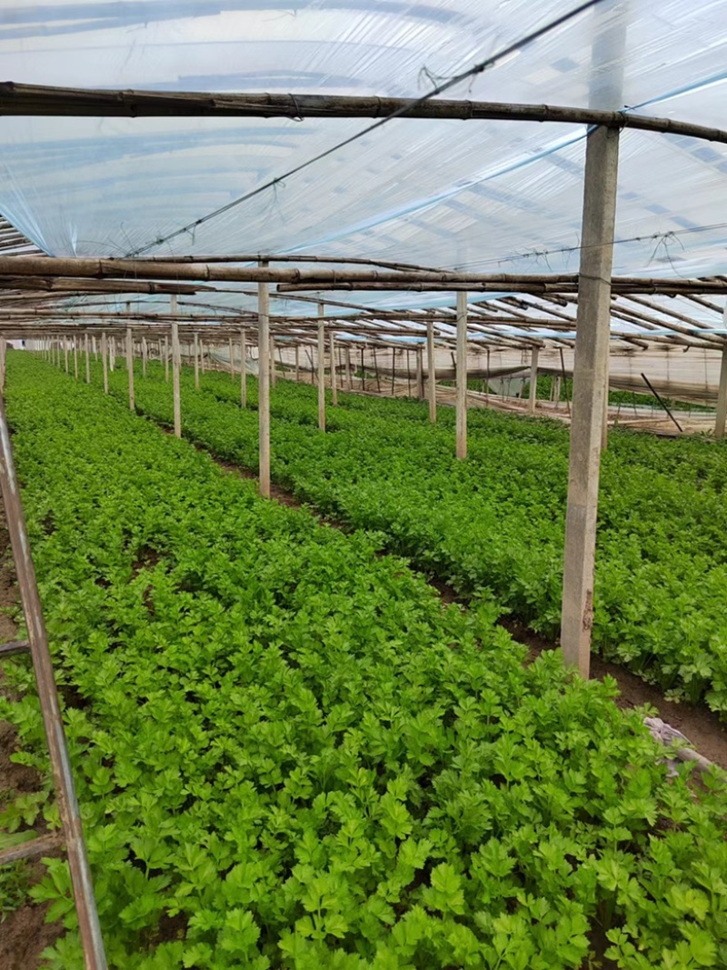 【精品】芹菜西芹细中粗棵产地直销量大欢迎订购