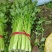 【精品】芹菜西芹细中粗棵产地直销量大欢迎订购