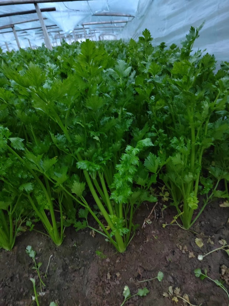 【精品】芹菜西芹细中粗棵产地直销量大欢迎订购