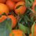 秭归脐橙，宜昌柑桔柑橘看货论价，保质保量，欢迎