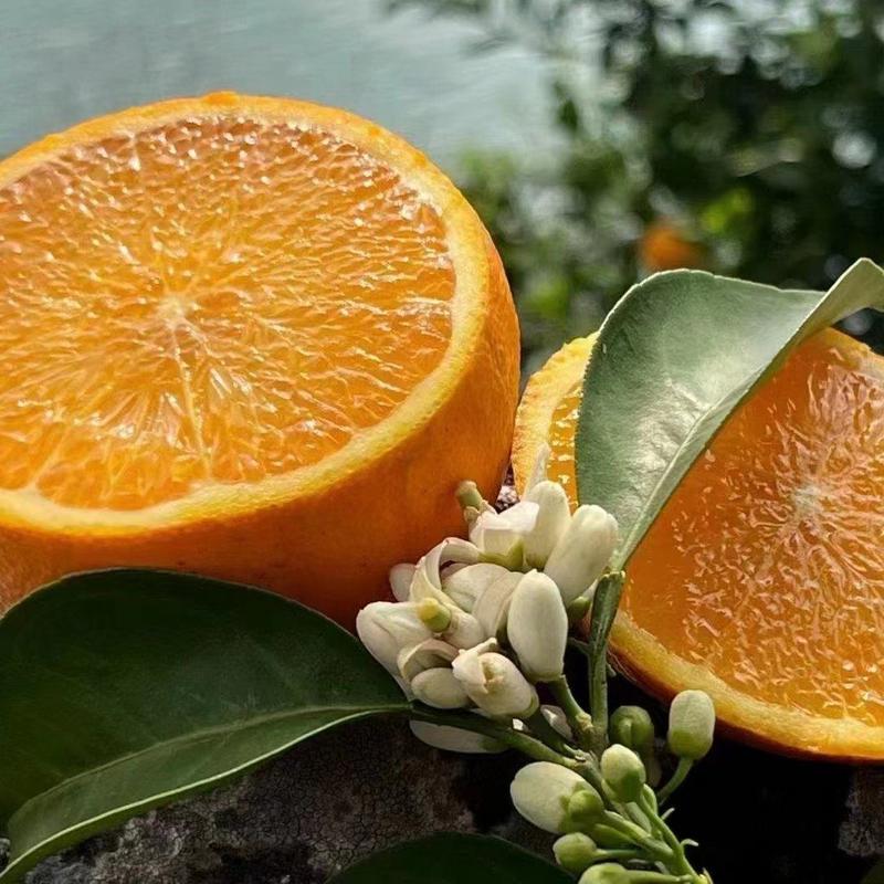 秭归脐橙，宜昌柑桔柑橘看货论价，保质保量，欢迎
