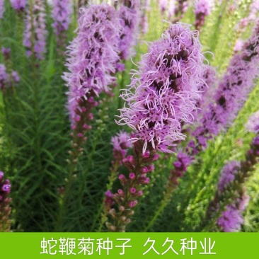 蛇鞭菊种子多年生宿根花卉植物花园庭院阳台盆栽花卉