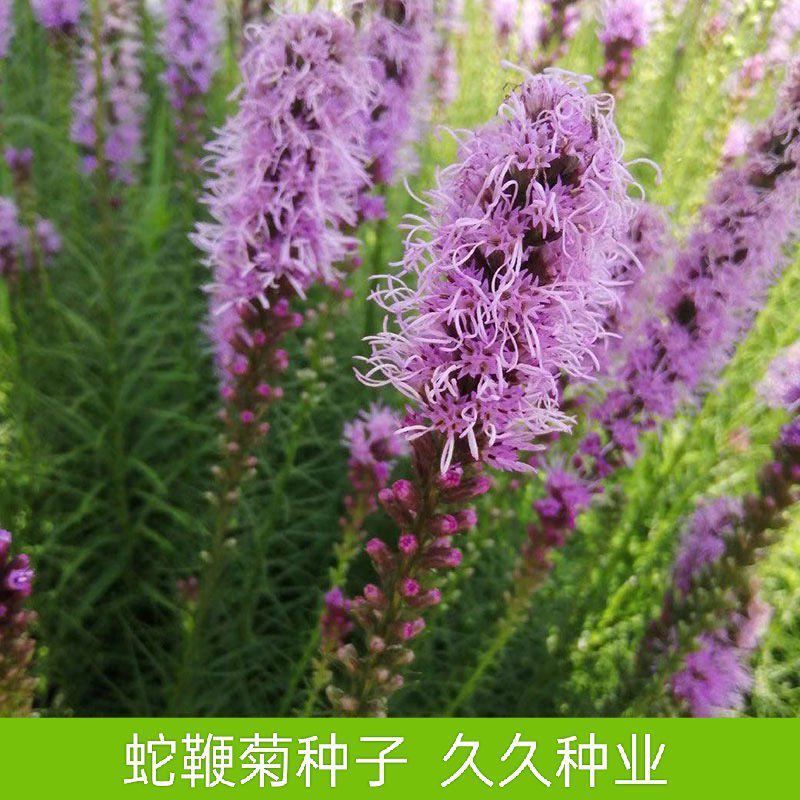 蛇鞭菊种子多年生宿根花卉植物花园庭院阳台盆栽花卉