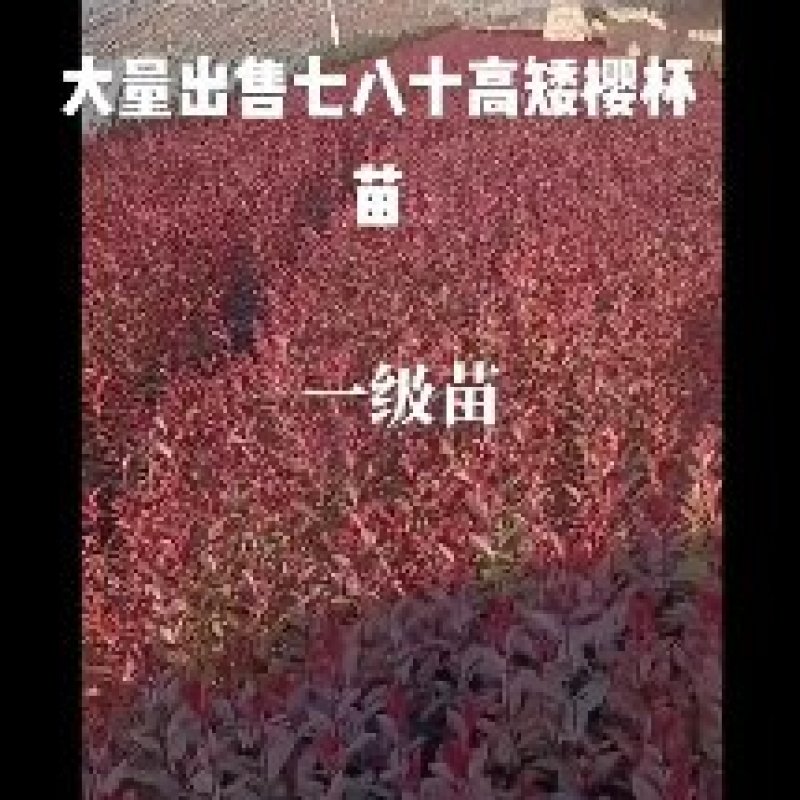 绿化苗木