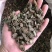 续断，川断，药典标准片，基地直销十斤包邮