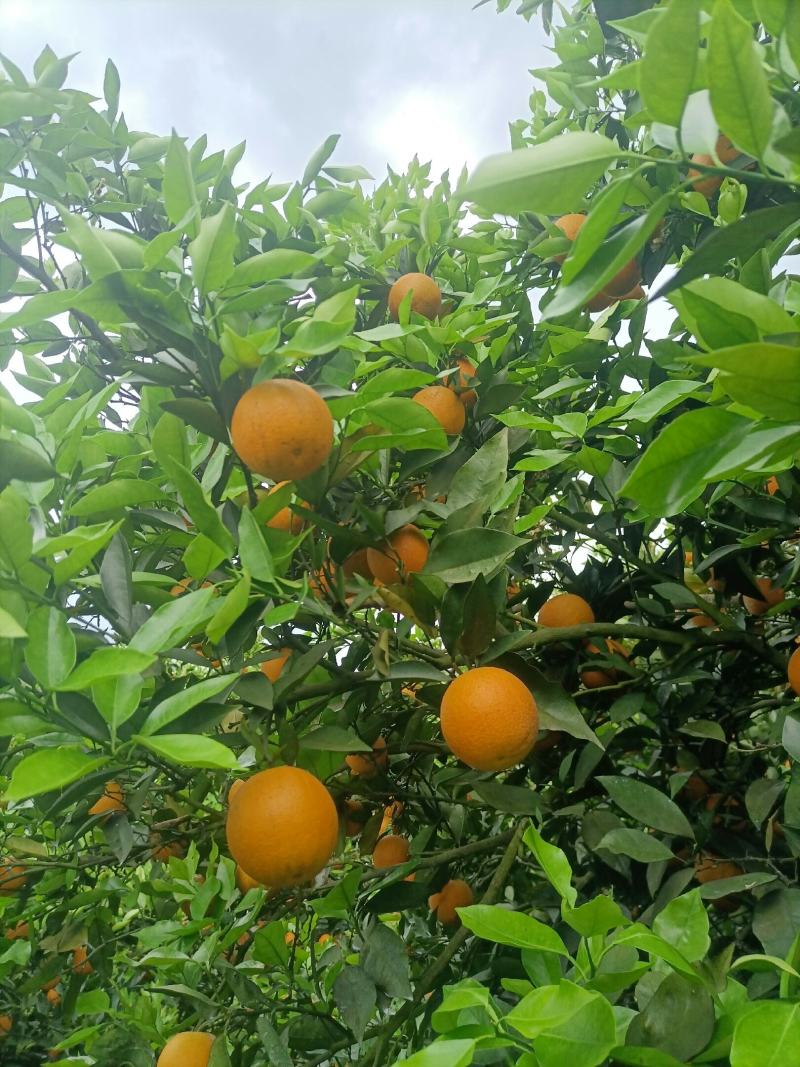 大量上市江永瑶山高山夏橙，皮薄多汁，口感超甜，果面细滑。