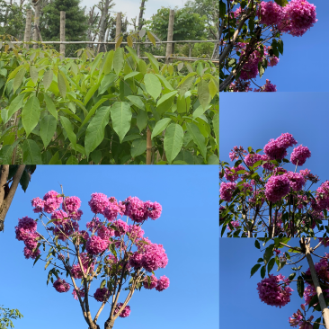 绣球紫花风铃木1-23公分，