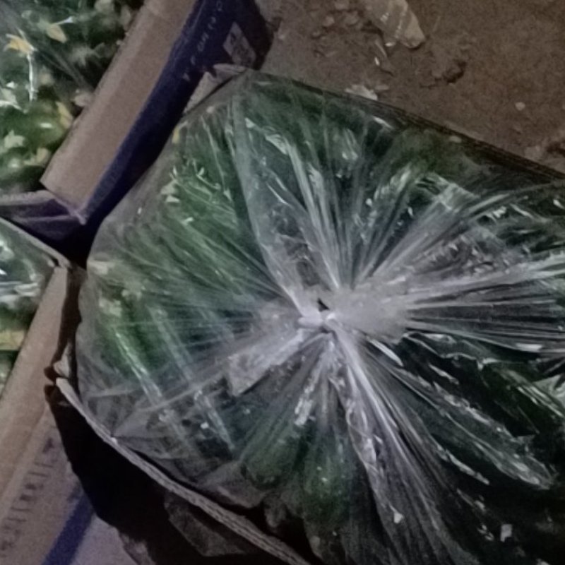 黄瓜精品小黄瓜一年四季都有新鲜现摘生吃小黄瓜