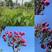 绣球紫花风铃木1-23公分，
