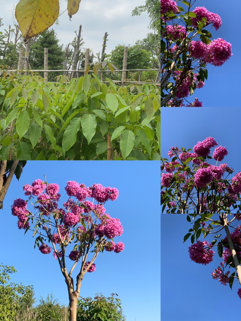 绣球紫花风铃木1-23公分，