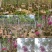 绣球紫花风铃木1-23公分，