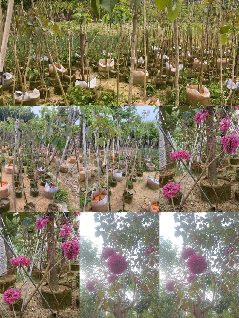 绣球紫花风铃木1-23公分，