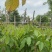绣球紫花风铃木1-23公分，