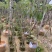 绣球紫花风铃木1-23公分，