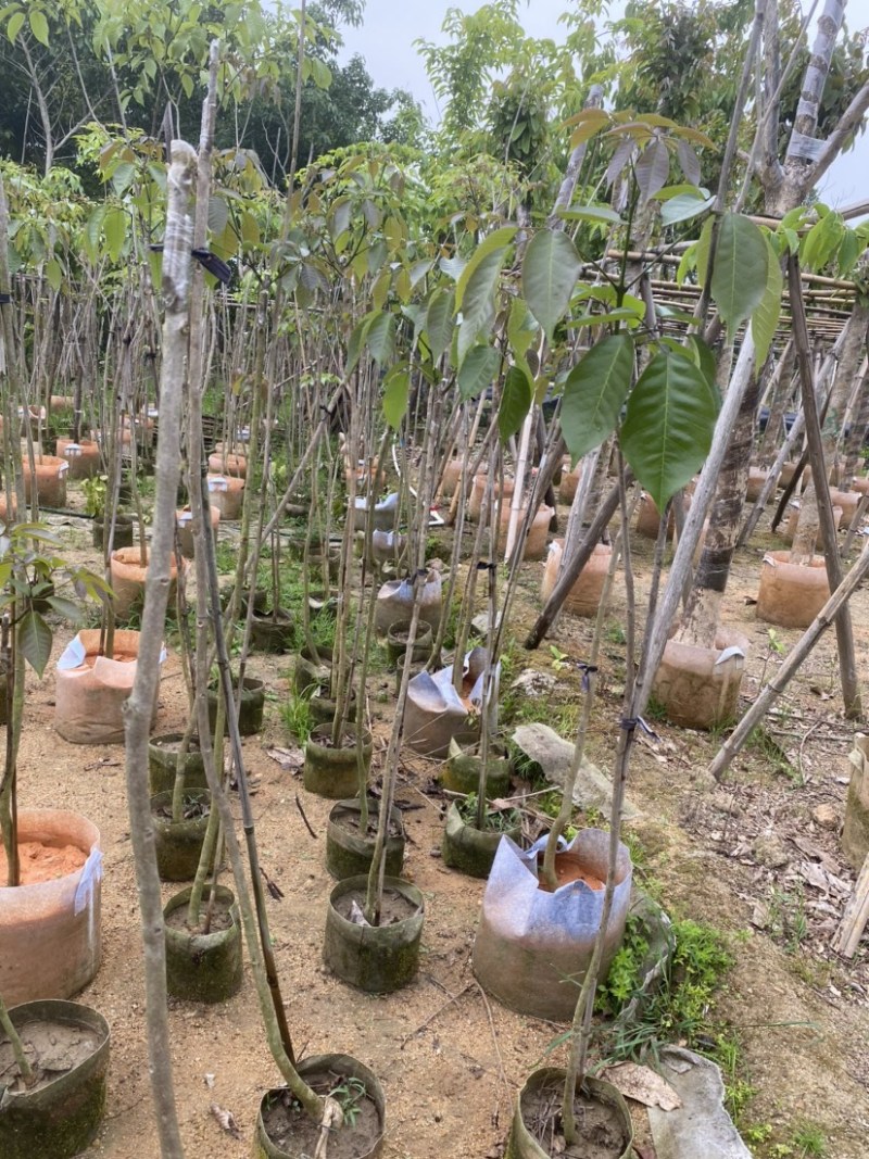 绣球紫花风铃木1-23公分，