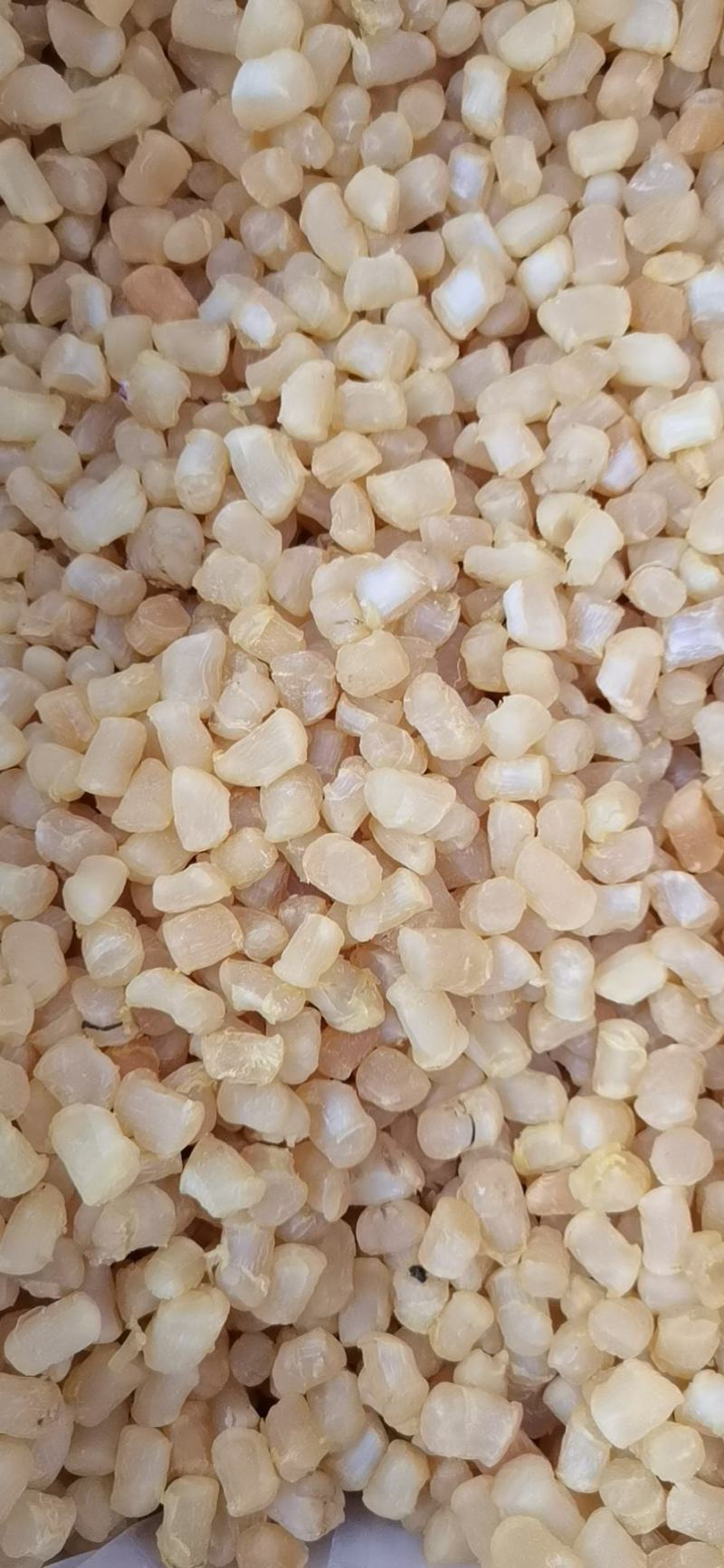 干贝元贝扇贝柱扇贝肉大量批发价格实惠量大从优！！