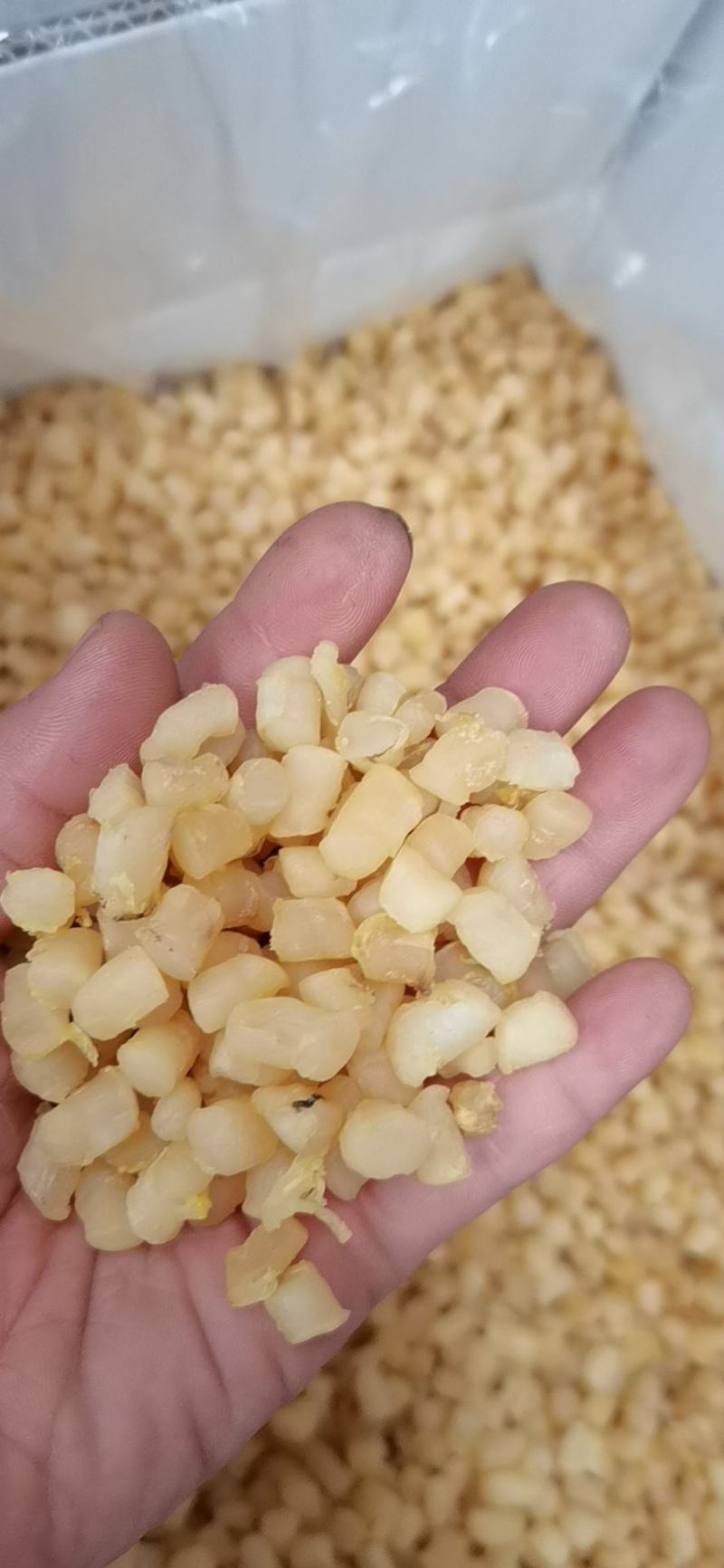 干贝元贝扇贝柱扇贝肉大量批发价格实惠量大从优！！