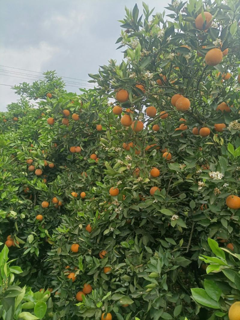 江永优质夏橙现己大量上市，产地直供，量大货源充足果面细滑