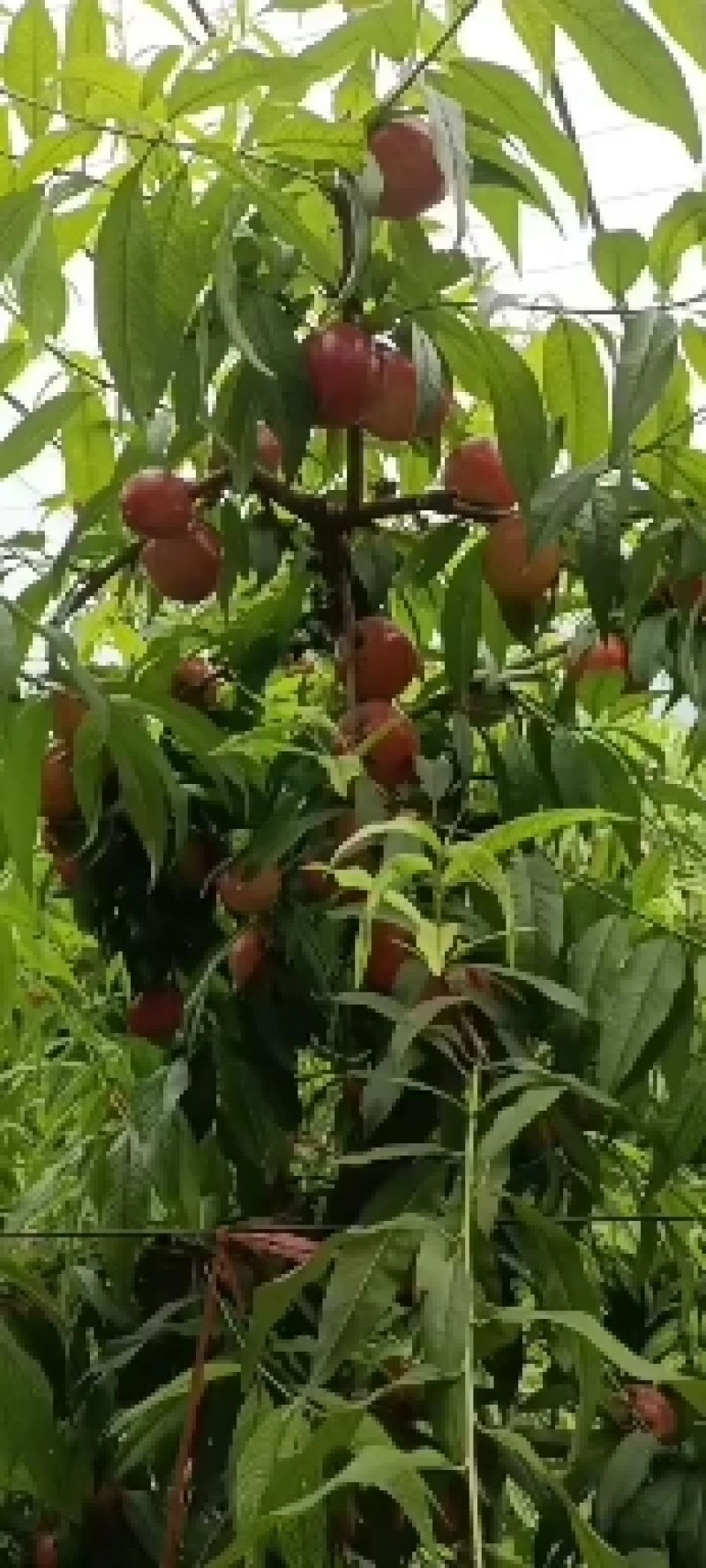 山西暖棚也到中期了，有需要的老板联系了，
