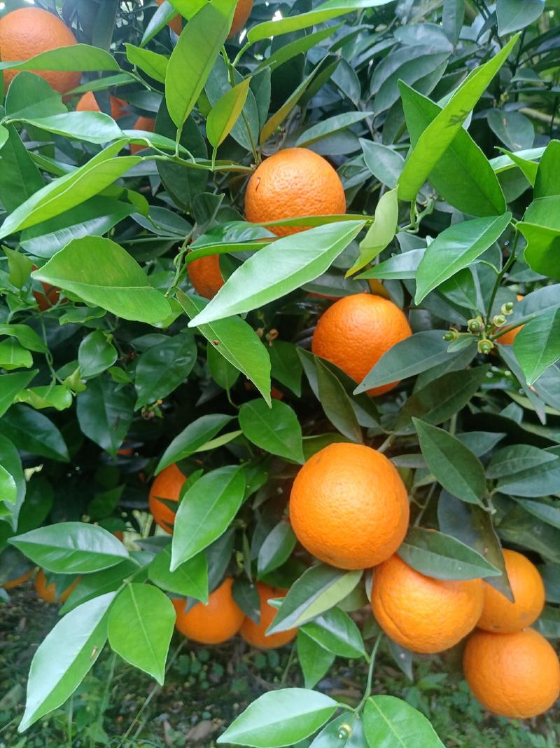 湖南江永瑶山原生态精品夏橙大量上市中，口感清甜，含糖量高