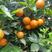 湖南江永夏橙鲜果大量上市，皮薄多汁，糖份高，口感清甜。