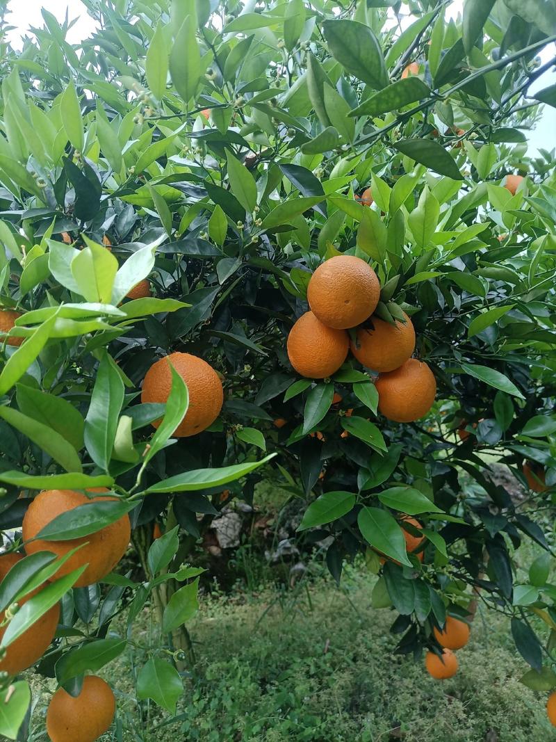 湖南江永夏橙鲜果大量上市，皮薄多汁，糖份高，口感清甜。