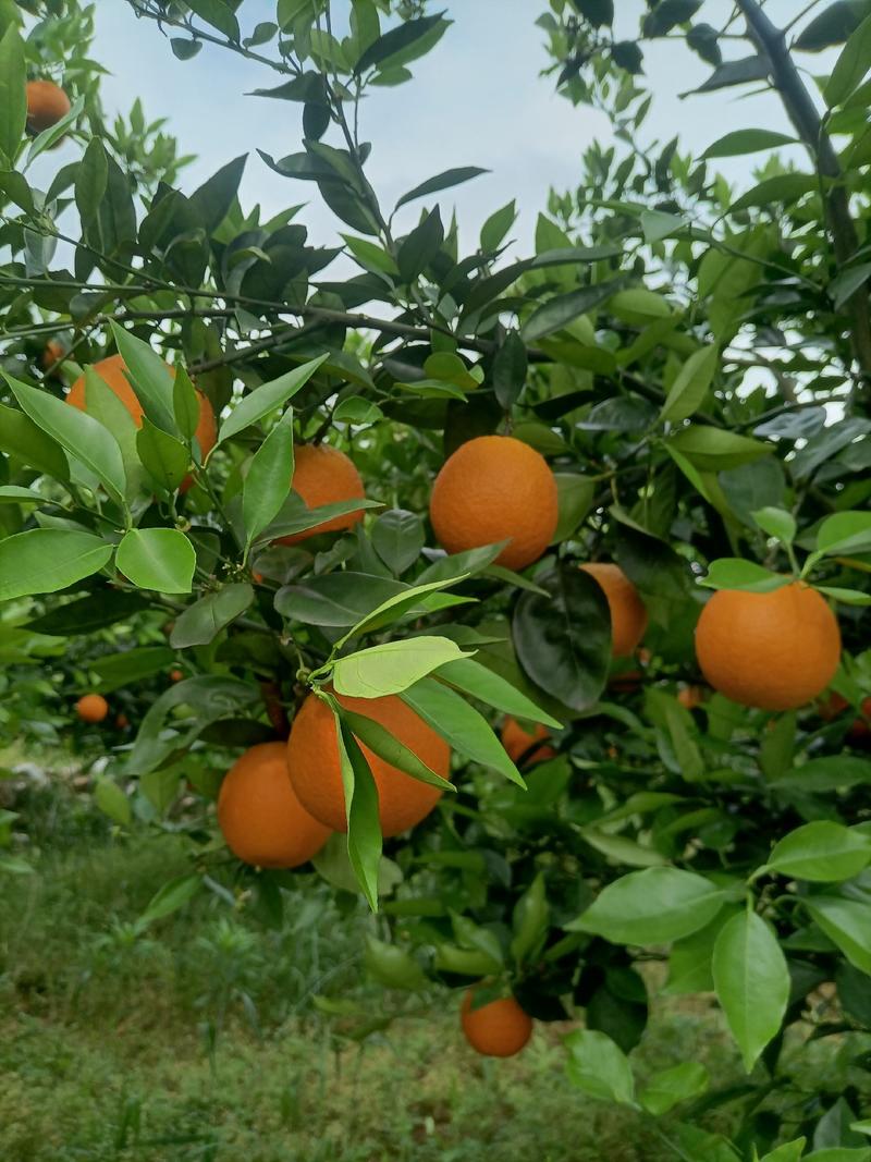 湖南江永夏橙鲜果大量上市，皮薄，口感清甜，含糖量高，多汁