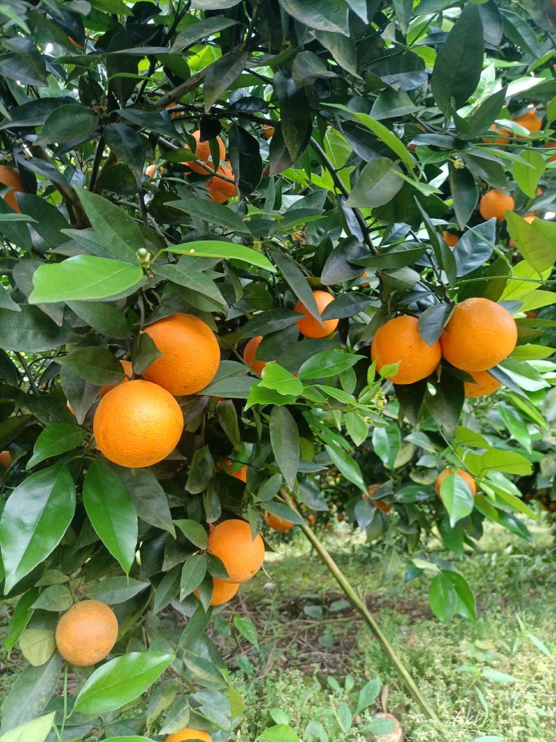 江永优质夏橙现己大量上市，产地直供，量大货源充足果面细滑