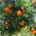 江永优质夏橙现己大量上市，产地直供，量大货源充足果面细滑