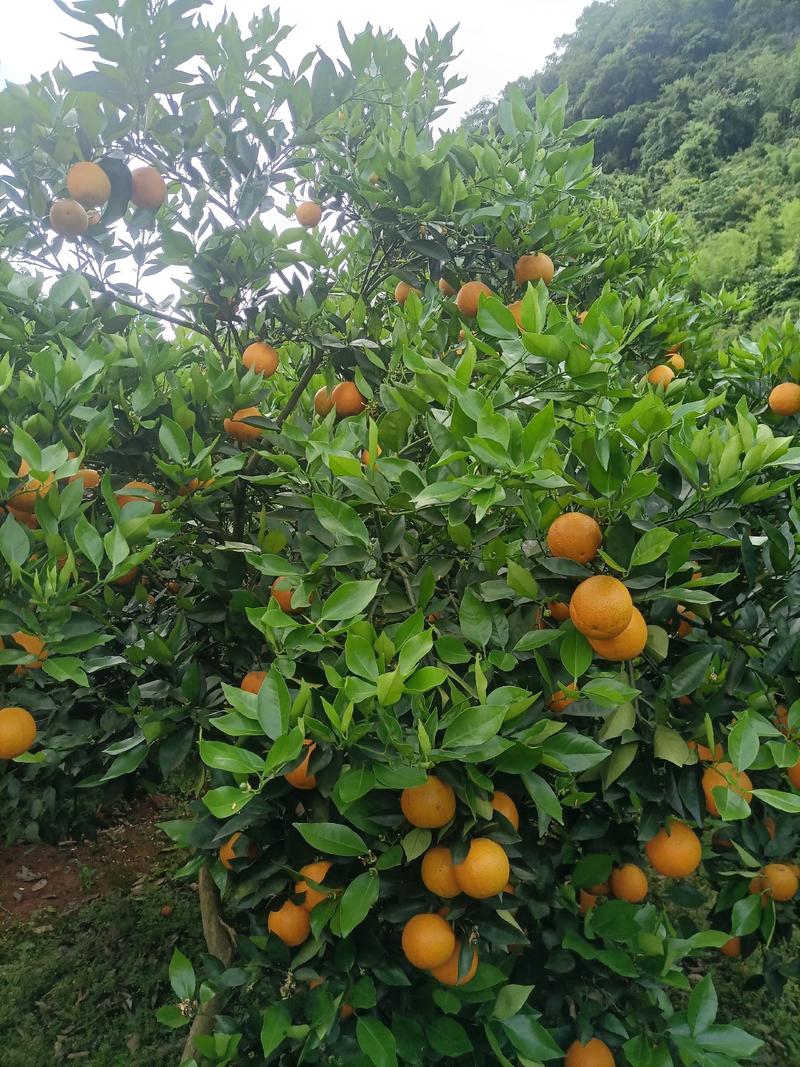 江永优质夏橙现己大量上市，产地直供，量大货源充足果面细滑