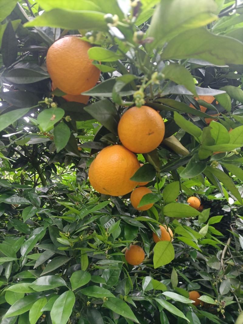 江永优质夏橙现己大量上市，产地直供，量大货源充足果面细滑