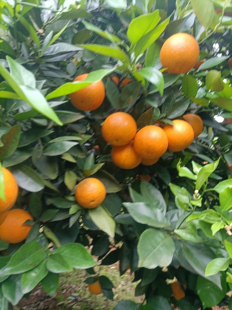 江永优质夏橙现己大量上市，产地直供，量大货源充足果面细滑