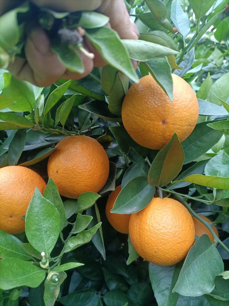 江永优质夏橙现己大量上市，产地直供，量大货源充足果面细滑
