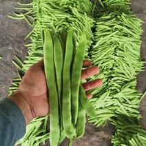 山东省鲁阳蔬菜经济发展公司优质绿色扁豆