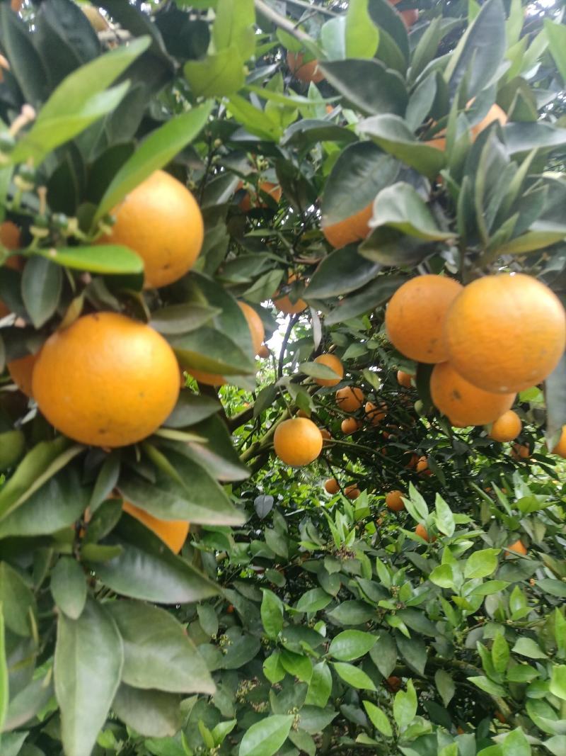 江永粗石江优质夏橙大量上市，口感好，皮薄多计，产地直供。