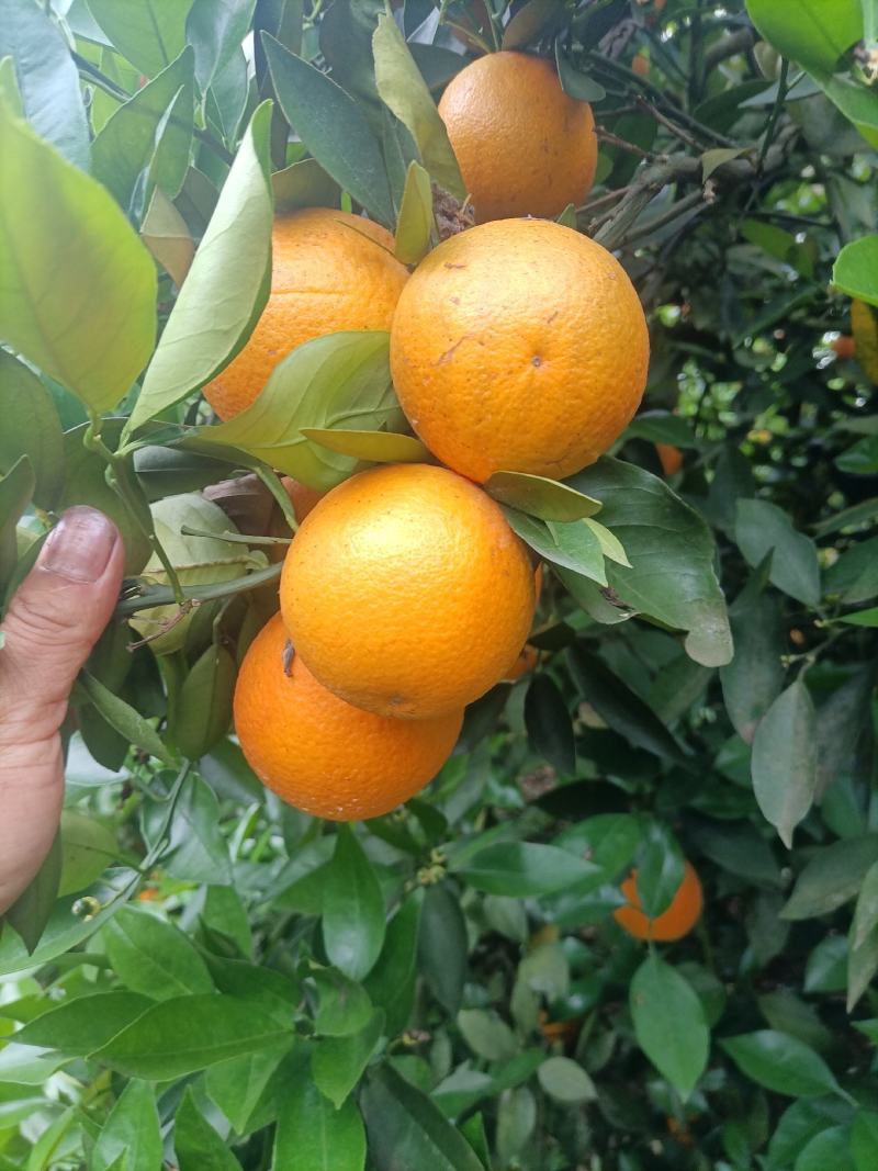 江永粗石江优质夏橙大量上市，口感好，皮薄多计，产地直供。