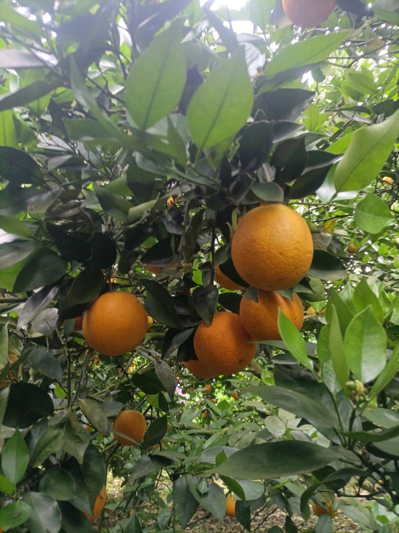 江永粗石江优质夏橙大量上市，口感好，皮薄多计，产地直供。