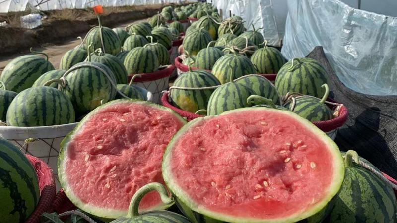 【荐】精品西瓜美都无籽西瓜大量有货质量保证欢迎咨询