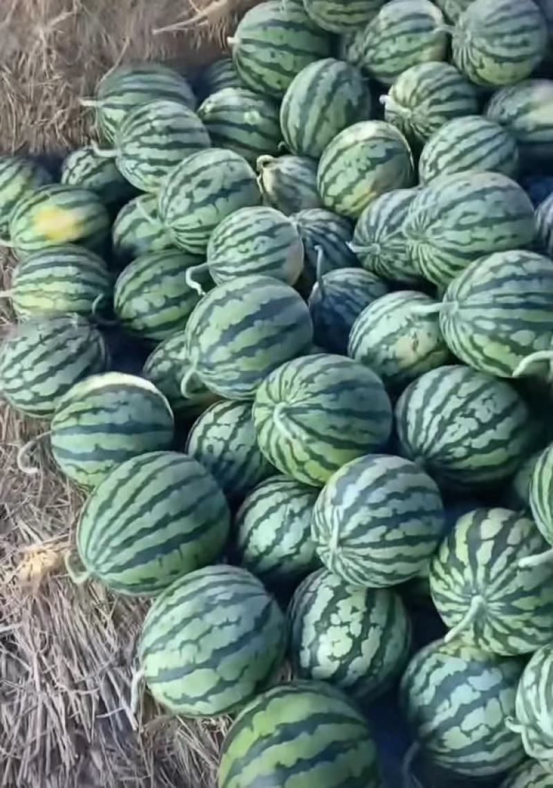 【荐】精品西瓜美都无籽西瓜大量有货质量保证欢迎咨询