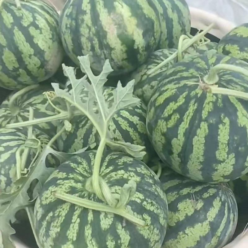 【荐】精品西瓜美都无籽西瓜大量有货质量保证欢迎咨询