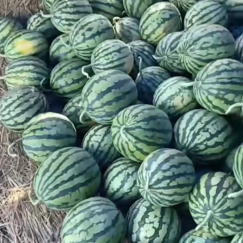 【荐】精品西瓜美都无籽西瓜大量有货质量保证欢迎咨询