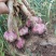 早熟蒜，中熟蒜