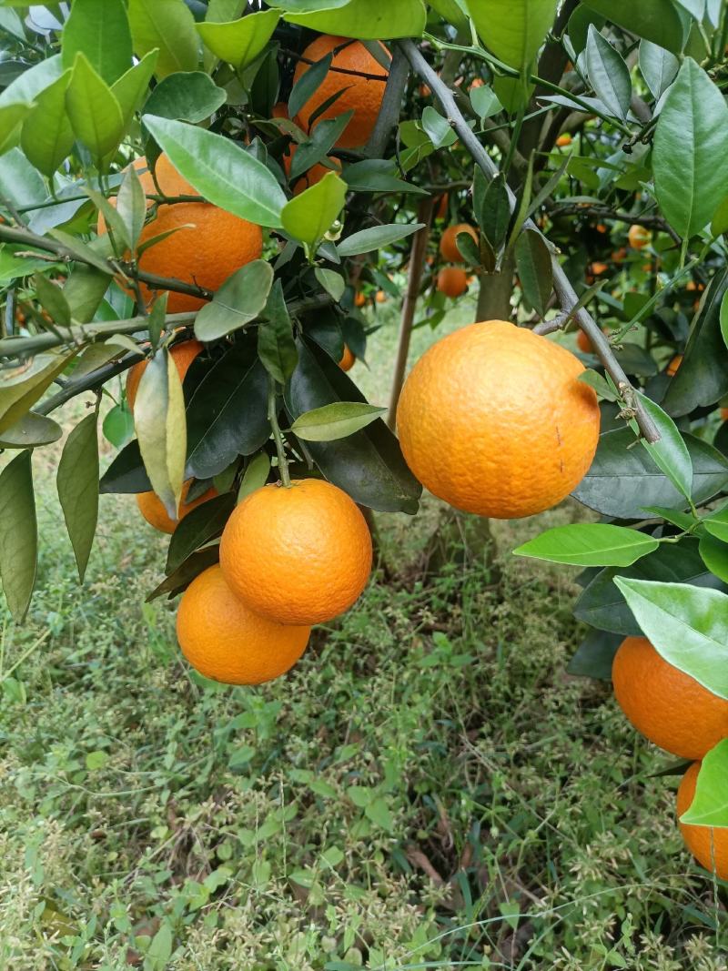 江永优质夏橙产区直供，大量批发，现采现发年产两千万斤以上