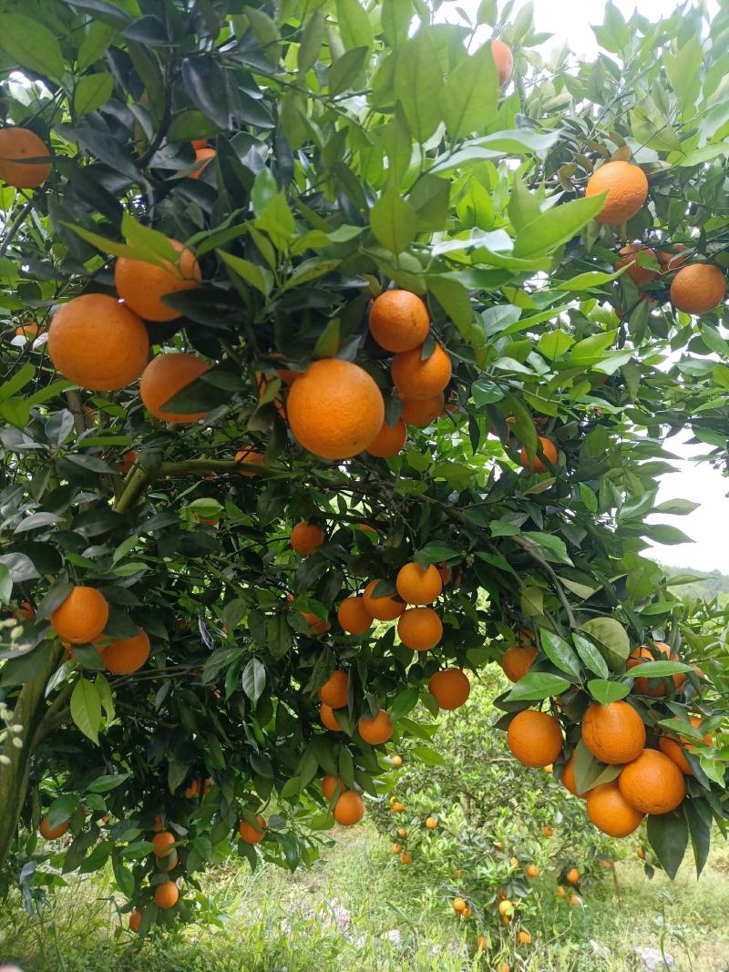 江永优质夏橙产区直供，大量批发，现采现发年产两千万斤以上