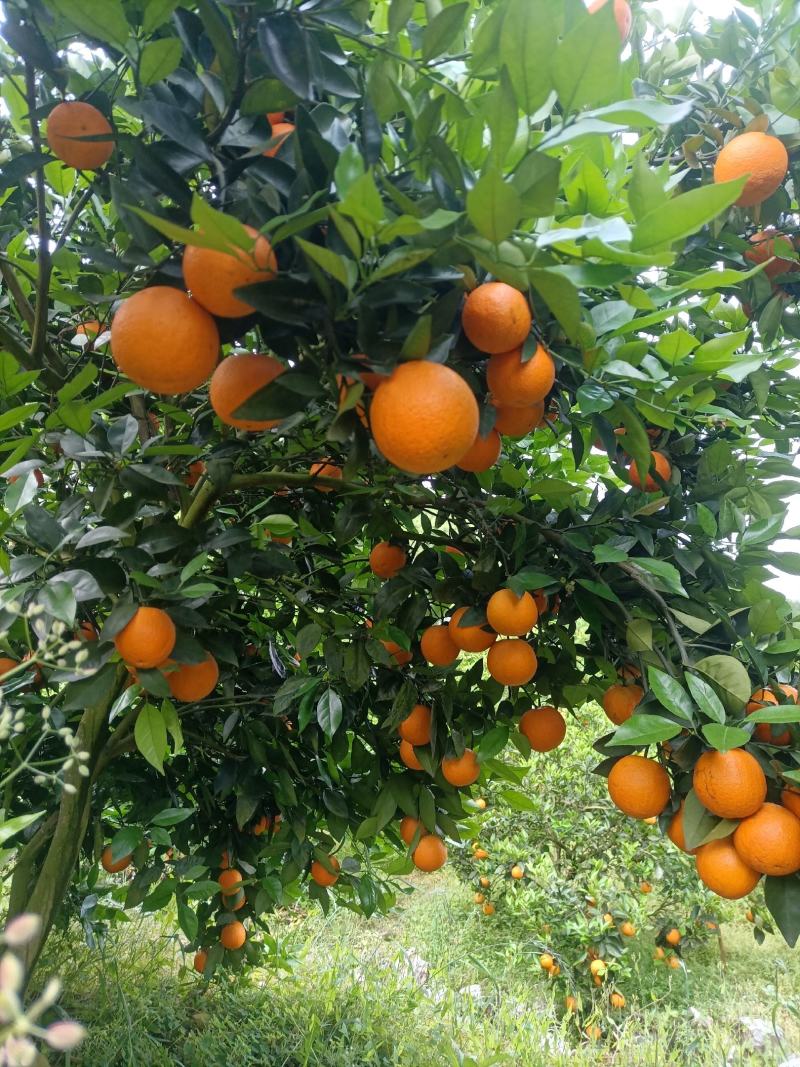 江永优质夏橙产区直供，大量批发，现采现发年产两千万斤以上